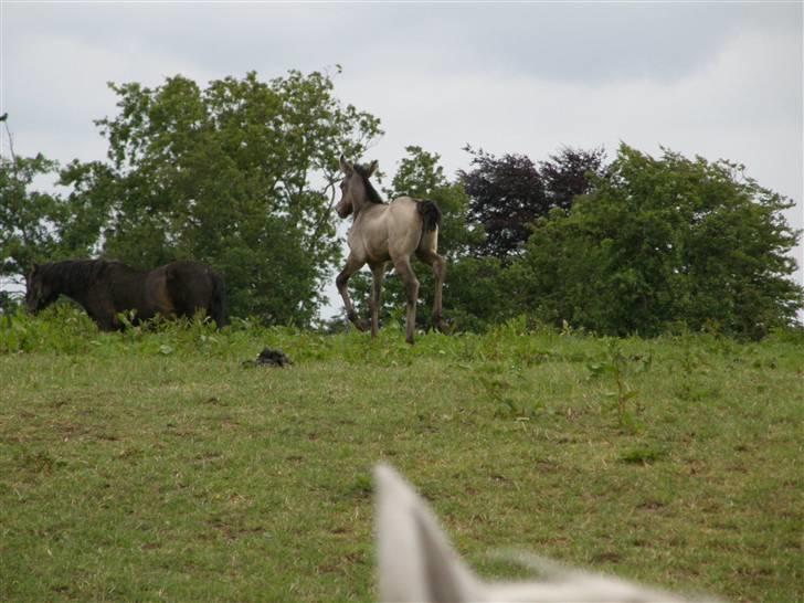 Connemara Auriklens Líadan billede 20