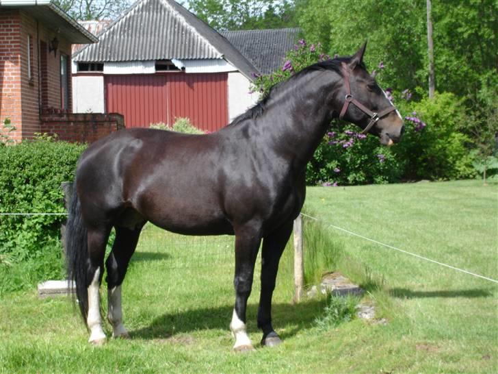 Oldenborg Sheila Tisted - Sheila, maj 09 billede 16