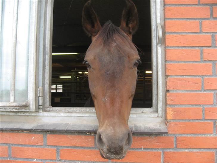 Anden særlig race /knabstrubber Don Joy<3 - Velkommen hos Joy:) billede 1