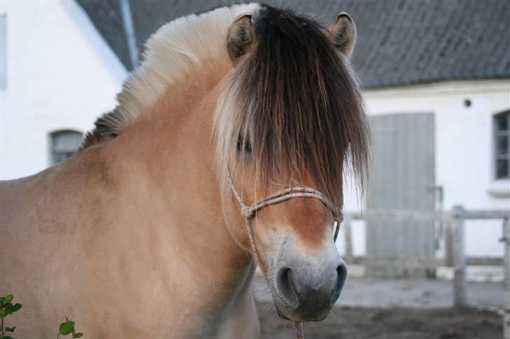 Fjordhest Laust Halsnæs  Avlshingst - Laust som 2 års hingst billede 5