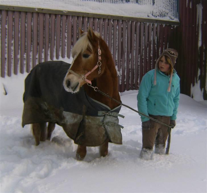 Tyroler Haflinger Mistery<3 - 8) det er kun med hjertet, man kan se rigtigt. det vigtigste er altid usynligt for øjet billede 7