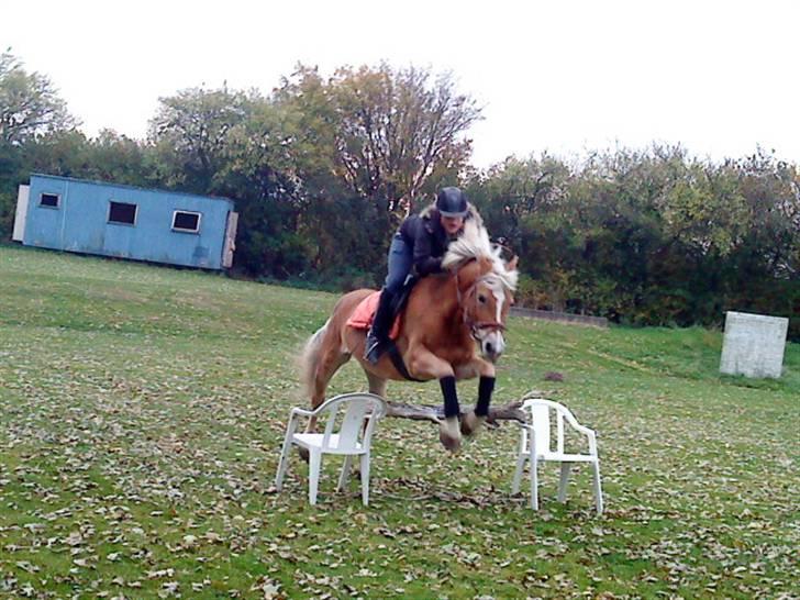 Tyroler Haflinger Mistery<3 - 9) our love is like a flower its grows every hour billede 8