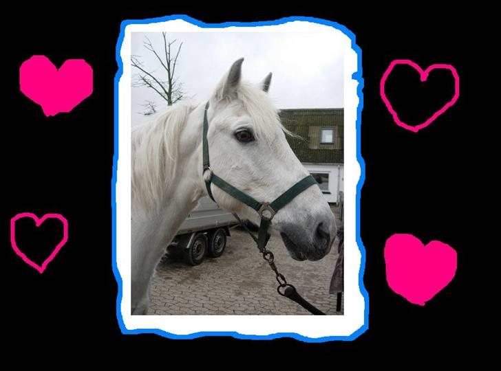 Connemara  Lorenzo(Rideskolehest) - Åhhh Lolo har tabt mit hjerte til dig <3 billede 7
