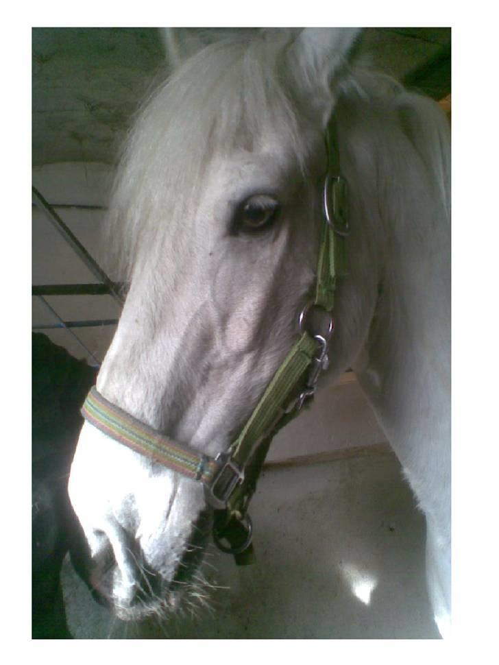 Connemara  Lorenzo(Rideskolehest) - første gang på dig var en spring tur jeg var nervøs men da det var over var jeg vild med dig <3 billede 3