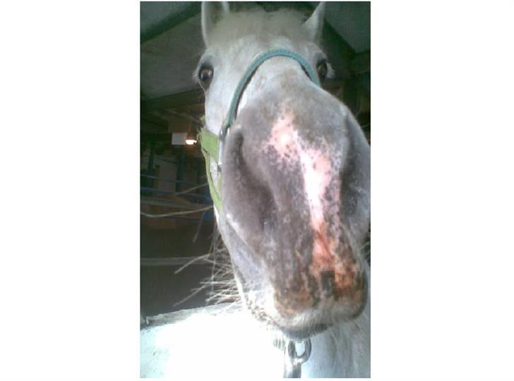 Connemara  Lorenzo(Rideskolehest) - Jeg Elsker din mule <3 billede 6