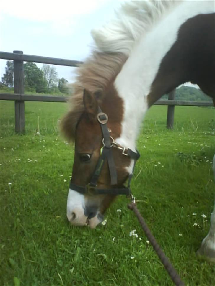 Anden særlig race indianajones!<3 R.I.P :'( billede 10