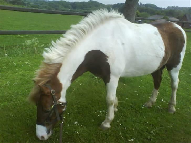 Anden særlig race indianajones!<3 R.I.P :'( billede 11