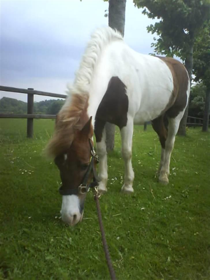 Anden særlig race indianajones!<3 R.I.P :'( billede 13