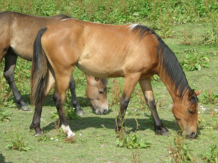 Anden særlig race Auriklens Savage Rose billede 1