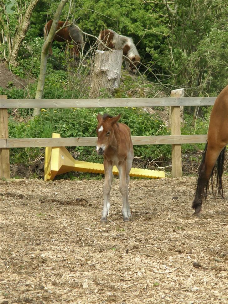 Anden særlig race Auriklens Savage Rose billede 2