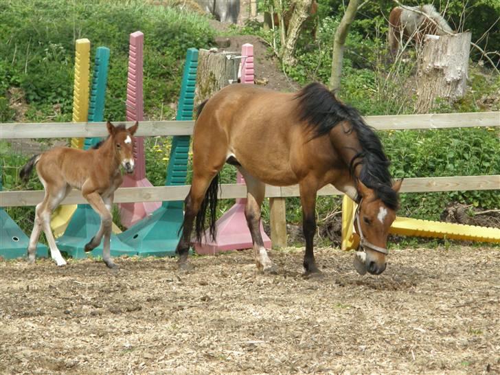 Anden særlig race Auriklens Savage Rose billede 3
