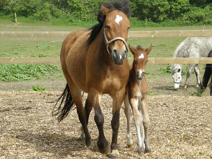 Anden særlig race Auriklens Savage Rose billede 4