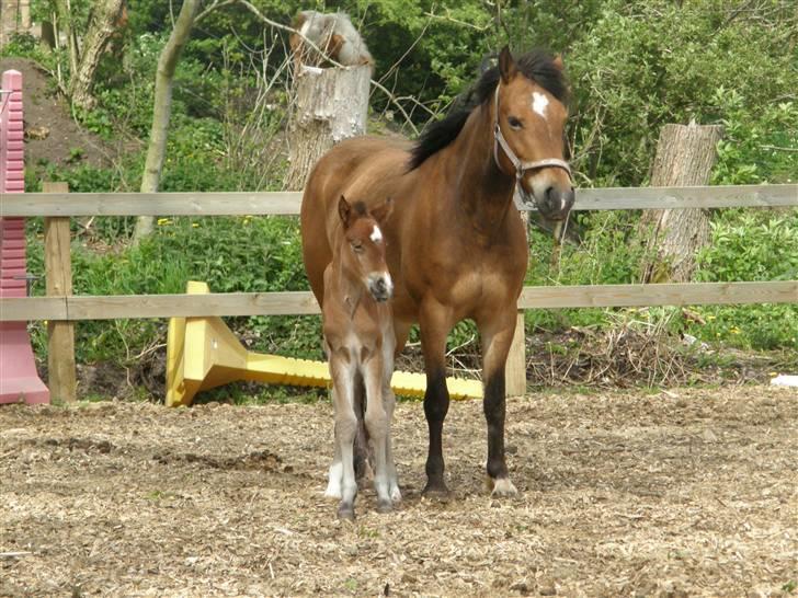 Anden særlig race Auriklens Savage Rose billede 5