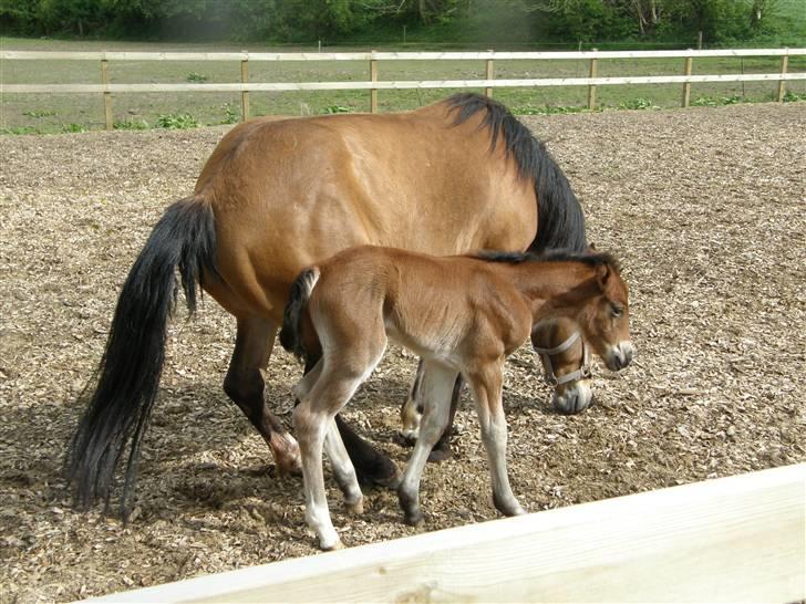 Anden særlig race Auriklens Savage Rose billede 6