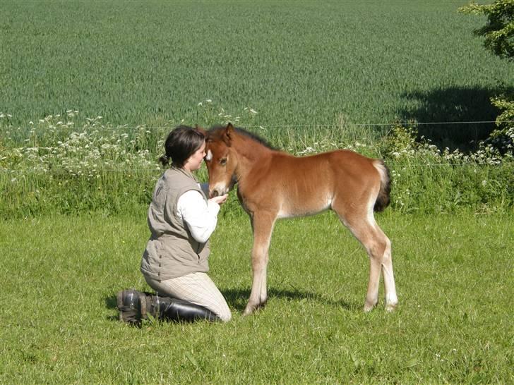 Anden særlig race Auriklens Savage Rose billede 7