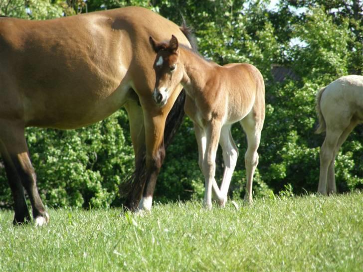 Anden særlig race Auriklens Savage Rose billede 8