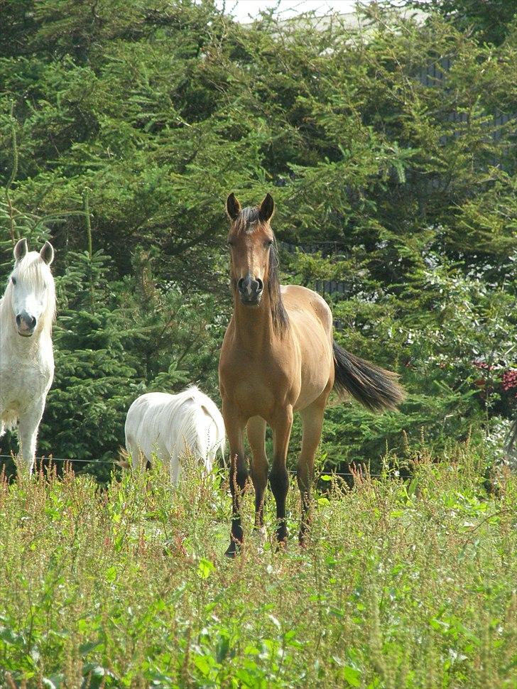 Anden særlig race Auriklens Savage Rose billede 9