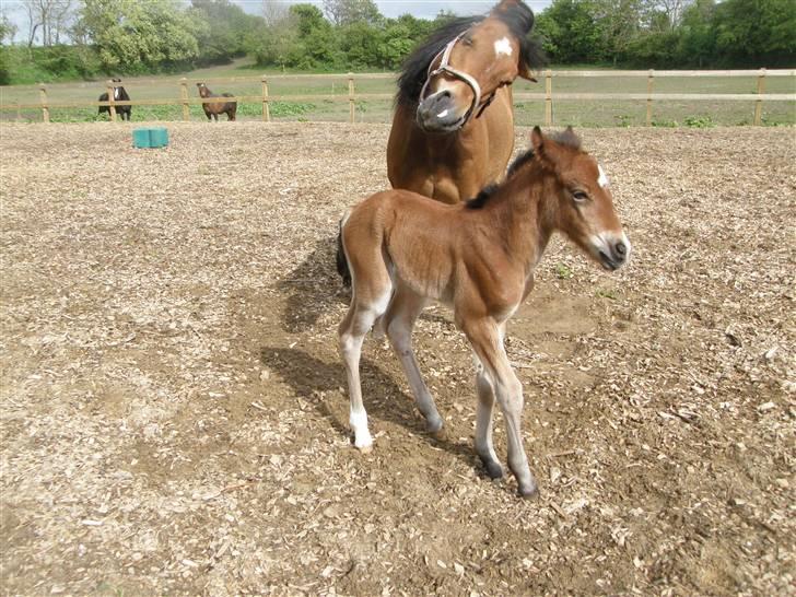 Anden særlig race Auriklens Savage Rose billede 10