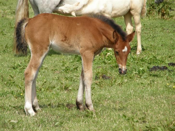 Anden særlig race Auriklens Savage Rose billede 11