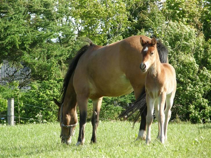Anden særlig race Auriklens Savage Rose billede 12