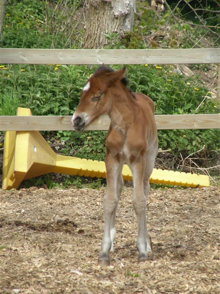 Anden særlig race Auriklens Savage Rose billede 13