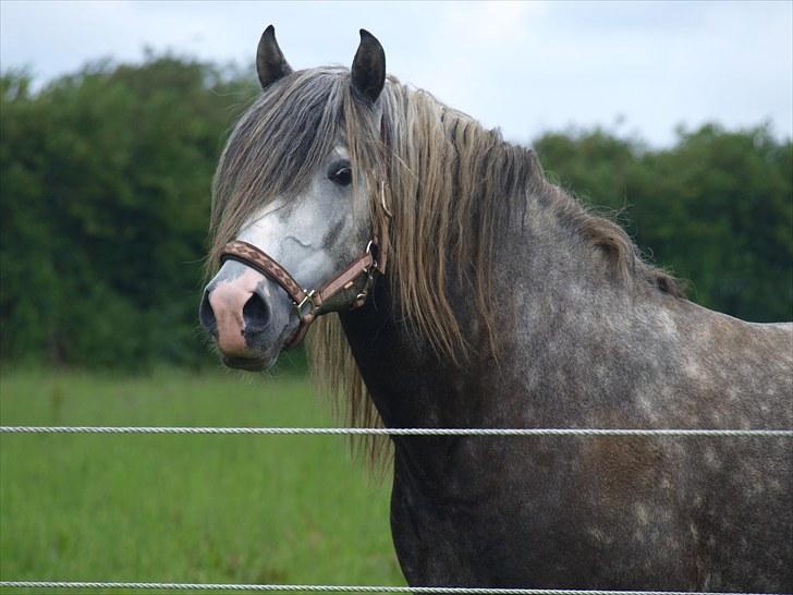 Lusitano Alcaçovas *barbie* - Min smukke dreng : ) billede 2