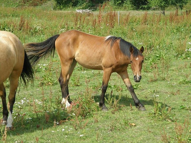 Anden særlig race Auriklens Savage Rose billede 14
