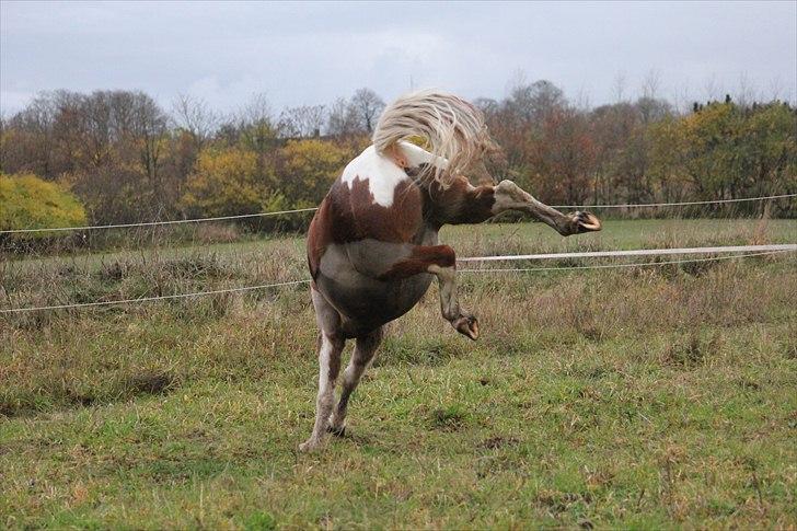 Anden særlig race Pegasus - bølle Pegasus (; billede 7