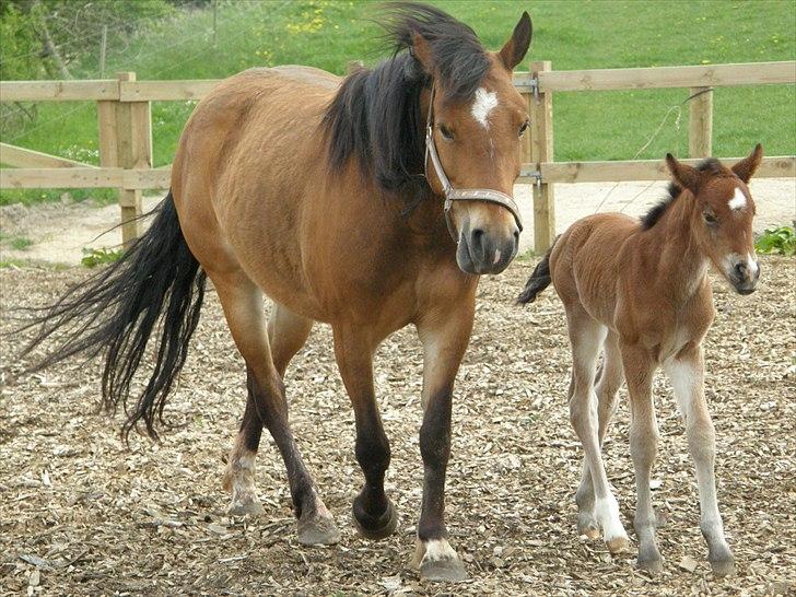 Anden særlig race Auriklens Savage Rose billede 15