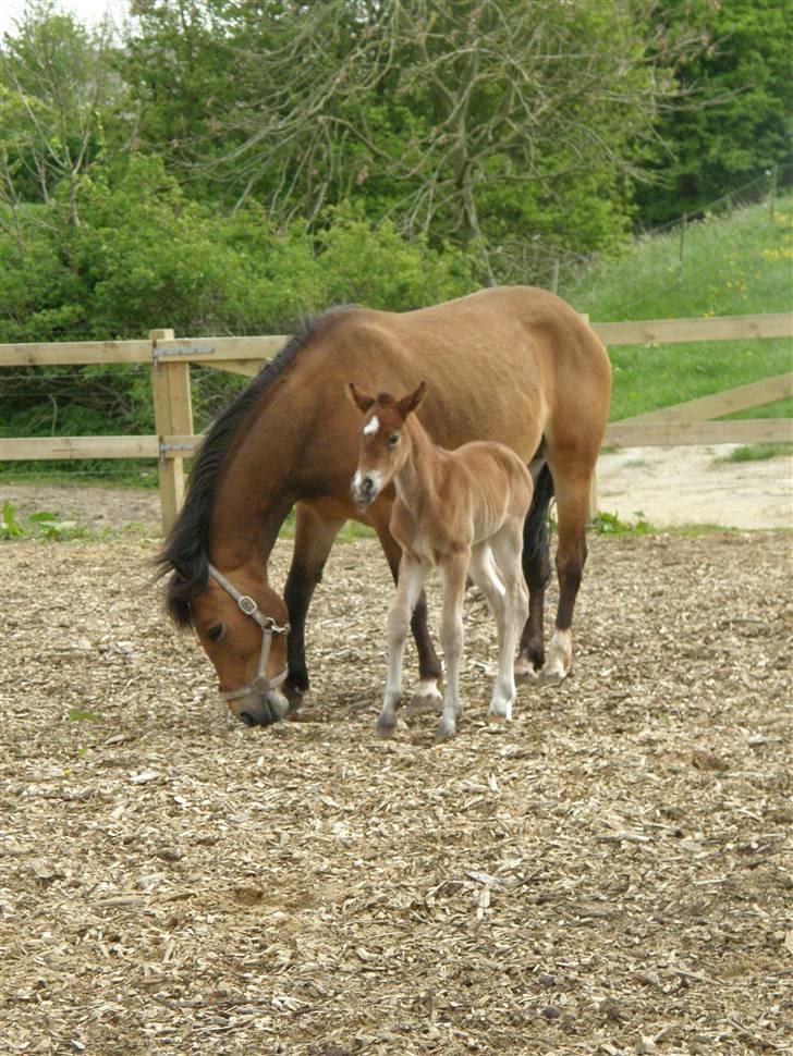 Anden særlig race Auriklens Savage Rose billede 16