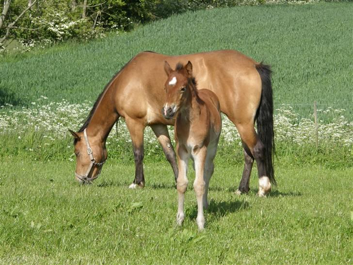 Anden særlig race Auriklens Savage Rose billede 17