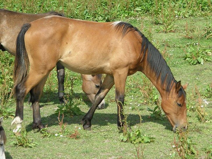 Anden særlig race Auriklens Savage Rose billede 18