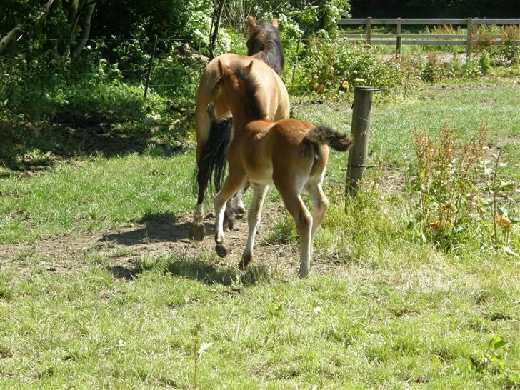 Anden særlig race Auriklens Savage Rose billede 19