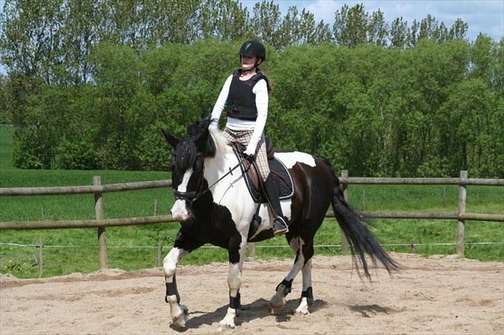 Anden særlig race Snoopy - Solgt&Savnet! <3 - 1) Snoopy til stævne, han var mega god! billede 1