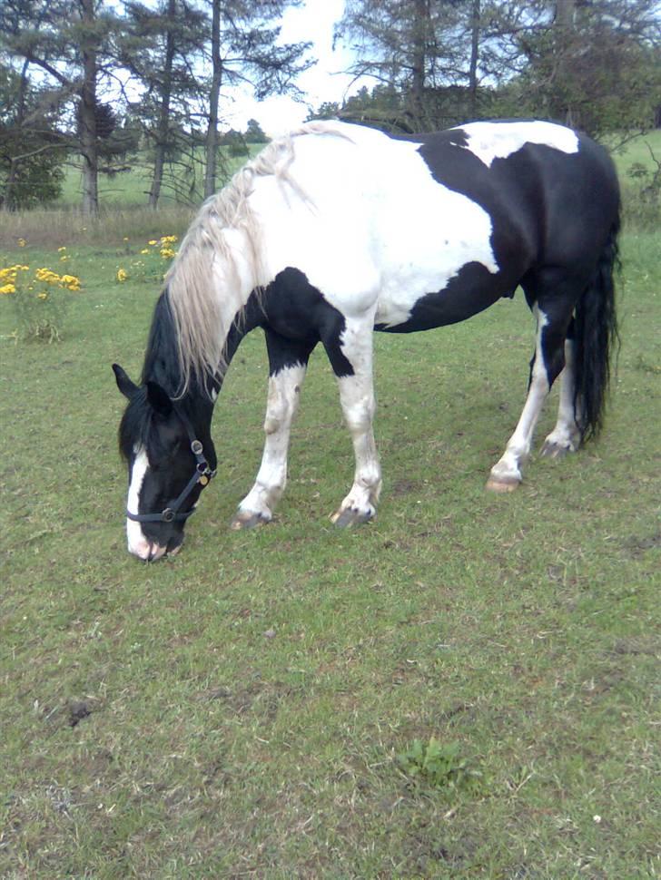 Anden særlig race Snoopy - Solgt&Savnet! <3 - 2) Det er lækkert med noget græs. billede 2