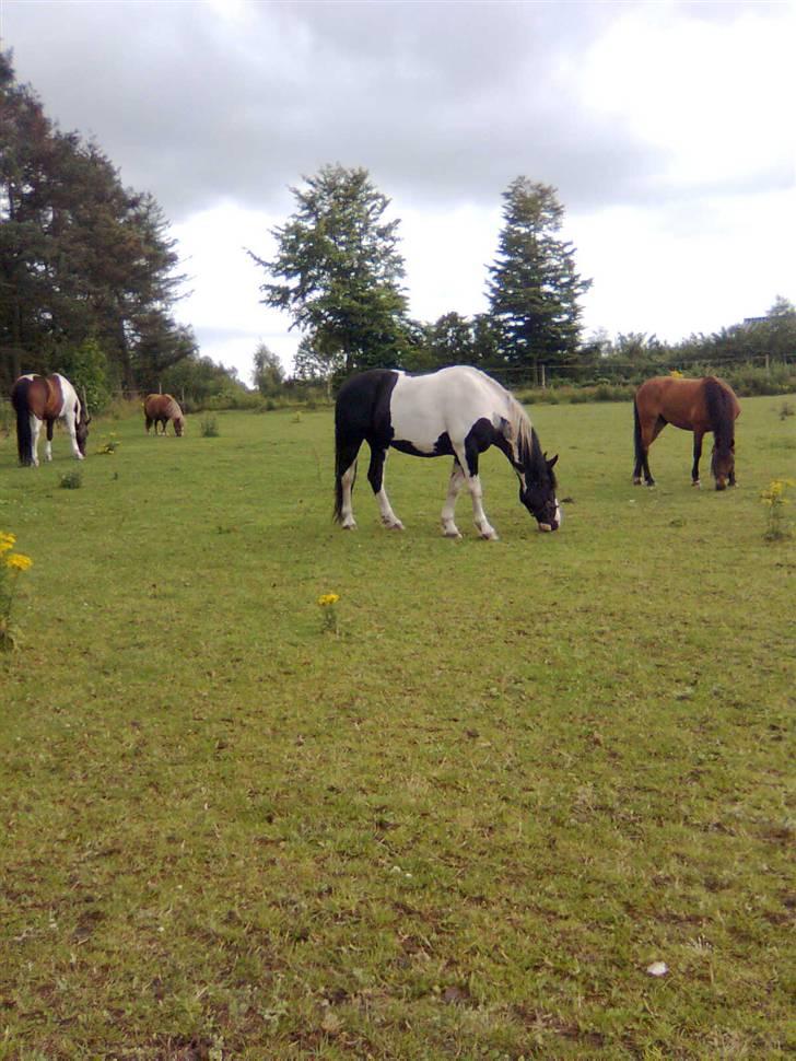 Anden særlig race Snoopy - Solgt&Savnet! <3 - 3) Så lige et af mine venner, og mig.. billede 3