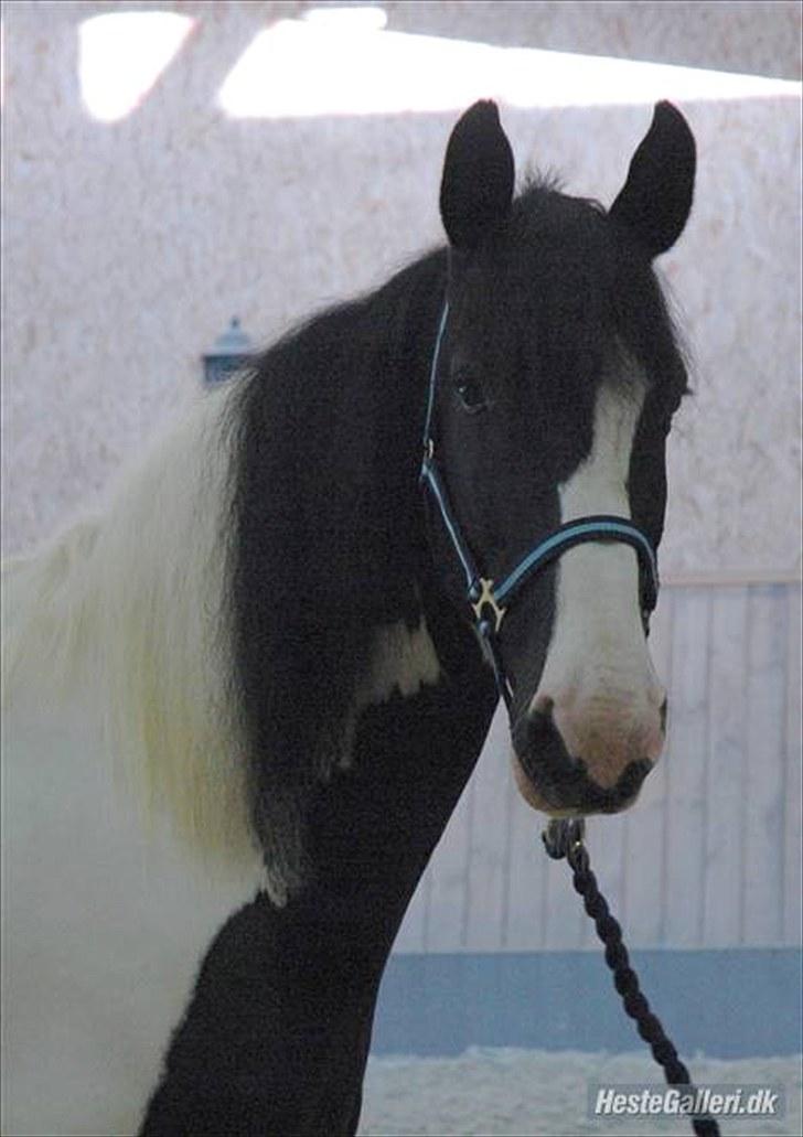 Anden særlig race Snoopy - Solgt&Savnet! <3 - 4) Snoopys smukke hovede! billede 4