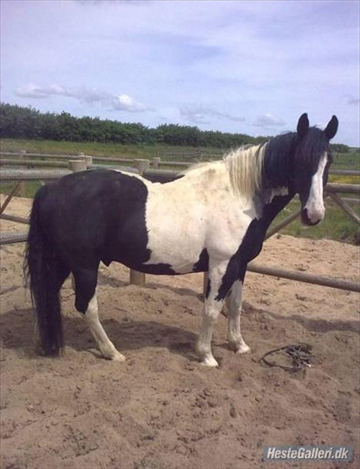 Anden særlig race Snoopy - Solgt&Savnet! <3 - 5) Dejlige Snoopy. billede 5