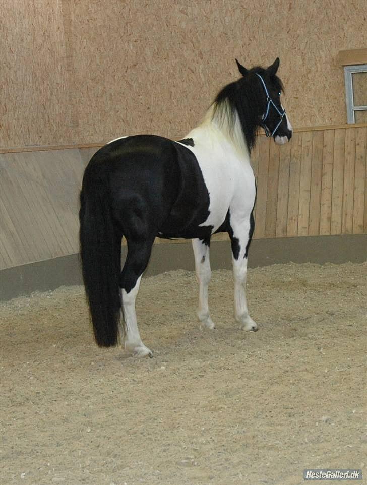 Anden særlig race Snoopy - Solgt&Savnet! <3 - 6) Snoopy i ridehuset! billede 6