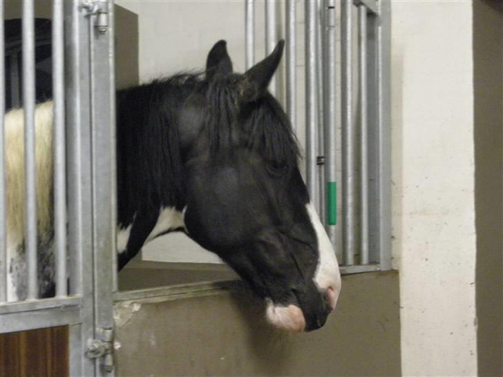 Anden særlig race Snoopy - Solgt&Savnet! <3 - 8) Kommer i ikke med noget hø? billede 8