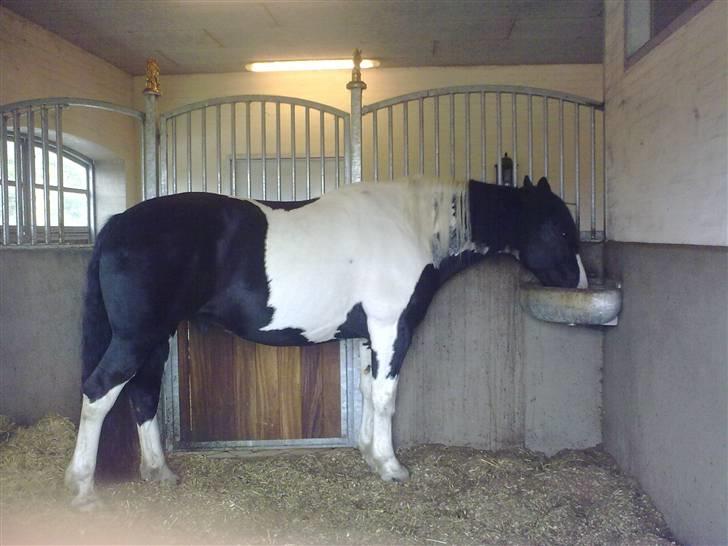 Anden særlig race Snoopy - Solgt&Savnet! <3 - 9) Jeg får mad.. billede 9