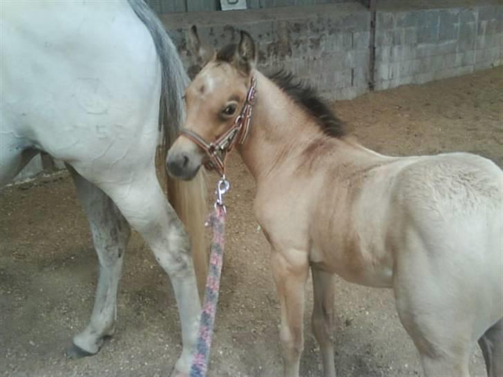 Sportsaraber (A) *Sunshine dé Zunzy* *Zunzy*-*SOLGT* - 15 juni 09 billede 12