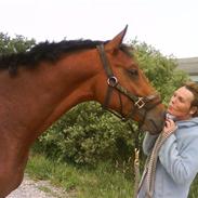 Dansk Varmblod Sir Burberry