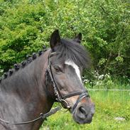 Anden særlig race Dixie Starlight - Solgt