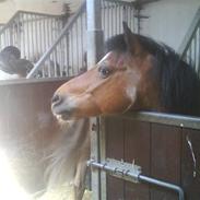 Anden særlig race Charming