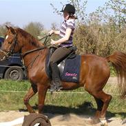 Arabisk fuldblod (OX) Sanetz