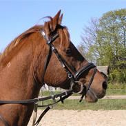 Arabisk fuldblod (OX) Sanetz