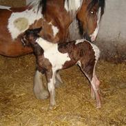 Irish Cob "Caramellas" Fairytale