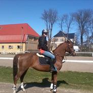 Welsh Pony (sec B) ulan (røde<3)