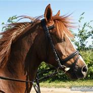 Welsh Pony (sec B) ulan (røde<3)